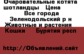 Очаровательные котята шотландцы › Цена ­ 2 000 - Все города, Зеленодольский р-н Животные и растения » Кошки   . Бурятия респ.